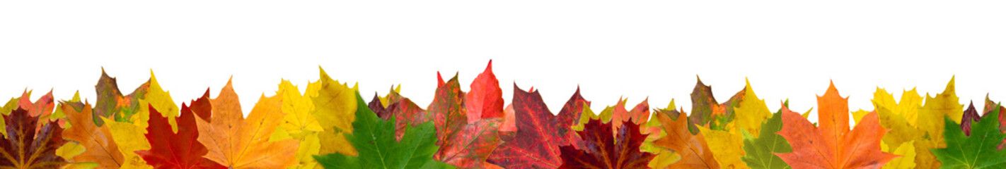 Naklejka natura jesień na białym tle nastrój kolorowy
