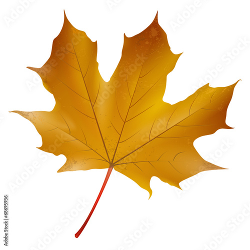 Ahornblatt - Herbst
