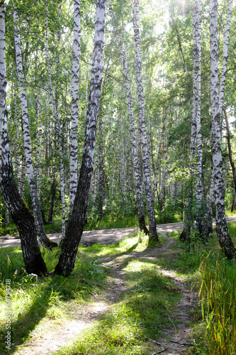 brzozowy-las-w-rosji