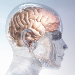 Human Brain
