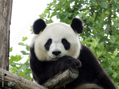 Panda Géant 3 Poster