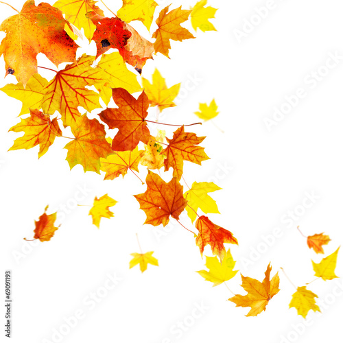 Autumn falling leaves isolated on white background