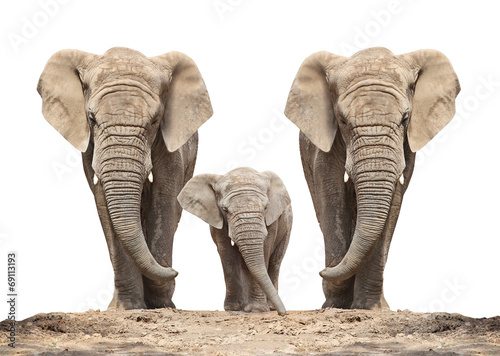 Obraz na płótnie African elephant (Loxodonta africana) family on a white.