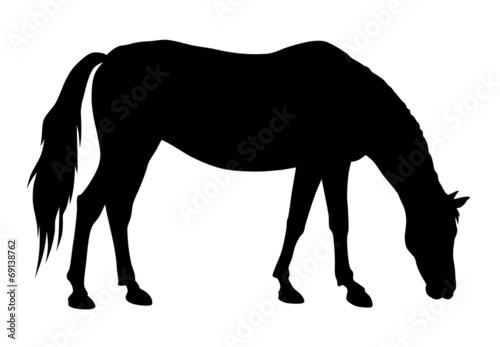Lacobel Horse