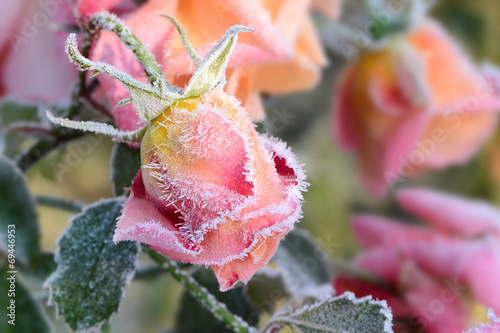 Blumen 305