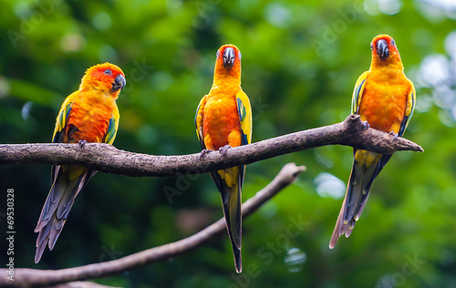  Exotic parrots sit on a branch, wildlife