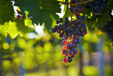 Branch of red wine grapes poster