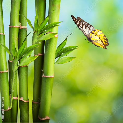  Butterfly with Bamboo