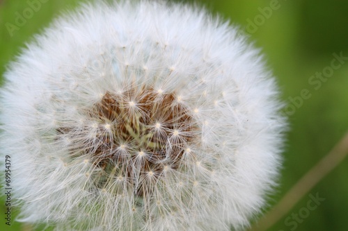 pusteblume v2 I