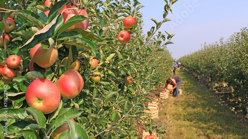 Apple picking in orchard © branex