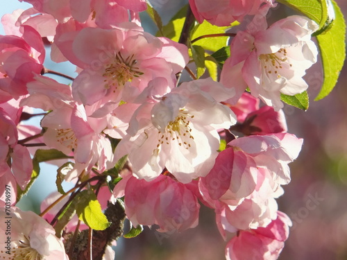 apple flowers and buds blooming at spring