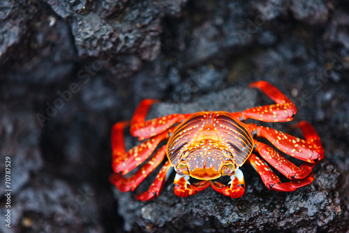 Sally lightfoot crab