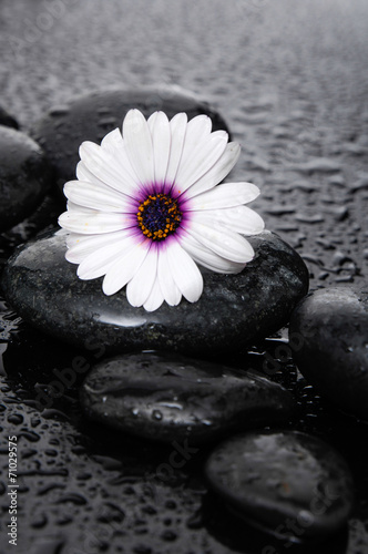makro-piekny-bialy-gerbera-z-mokrymi-kamieniami