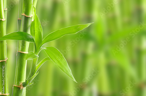  bamboo
