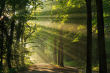 Sun rays shining through the trees in the forrest. poster