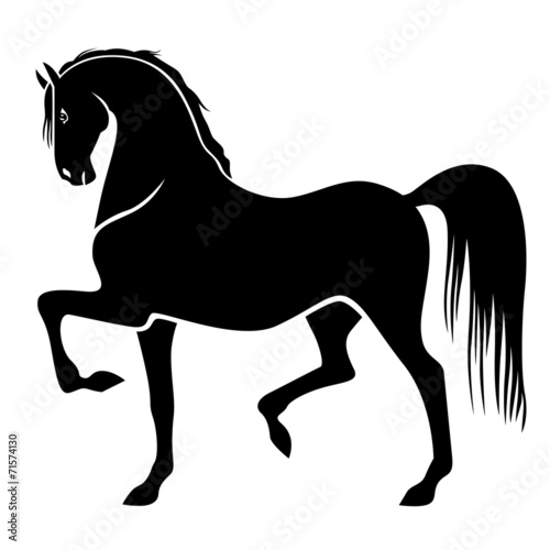 Fototapeta Silhouette of proud horse