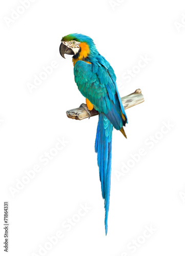 Fototapeta Colorful blue parrot macaw