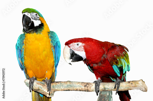 Fototapeta two parrots