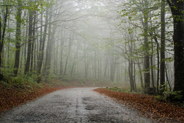 Plakat jesień las wiejski spokojny krajobraz