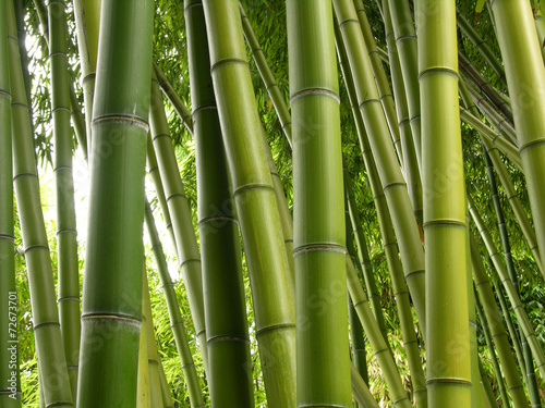 Fototapeta Bamboo Jungle