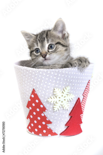Kitten in a Christmas tub