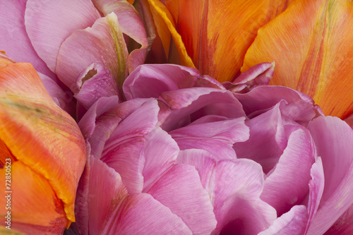 tulip