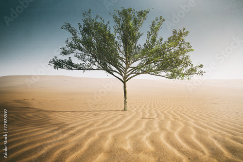 Desert Tree