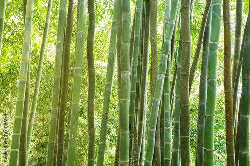 Lacobel bamboo forest