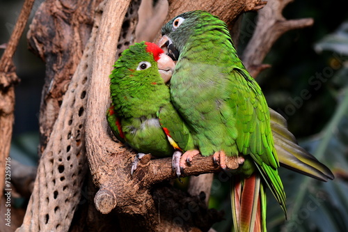  A parrot couple snuggle up to one another in the gardens.