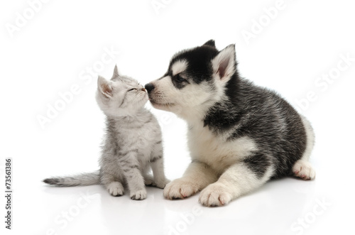 Cute puppy kissing kitten Poster