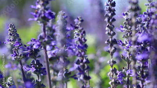Purple Lavender flower field blowing in the breeze.