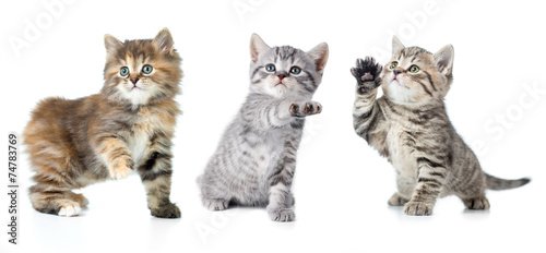 Set of various kittens with paw up isolated