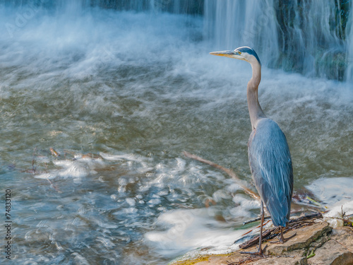 Great Blue Heron