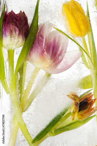Tulpen - tiefgekühlt