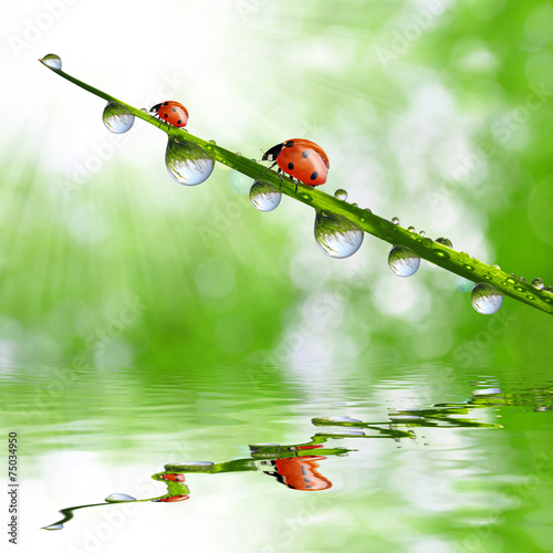 Fresh green grass with dew drops and ladybugs closeup