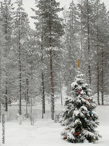 forêt