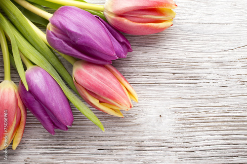 Tulip.