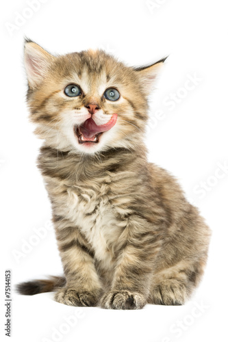Kitten sits Licked
