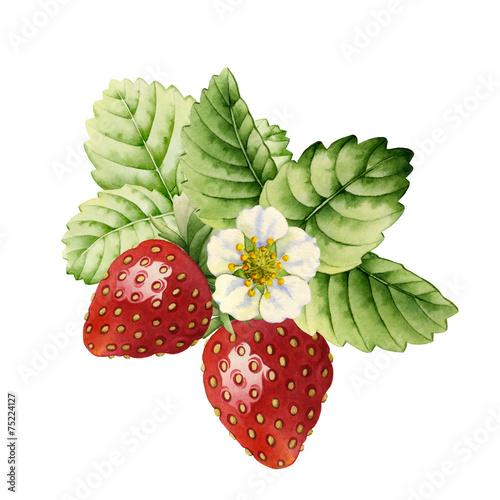 Zdjęcia Strawberry. Watercolor