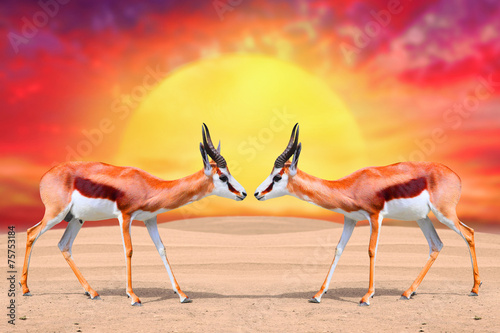 dwa-antylopy-springbok-antidorcas-marsupialis-przeciwko