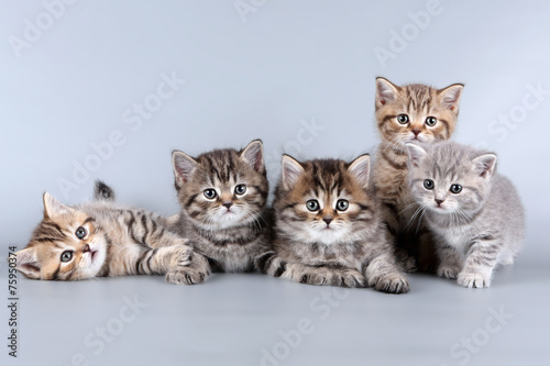 five kittens