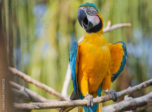 Fototapeta orange parrot