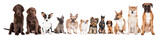 group of dogs poster