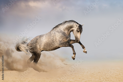 Obraz na płótnie Beautifyl grey horse galloping in desert sand at sunset