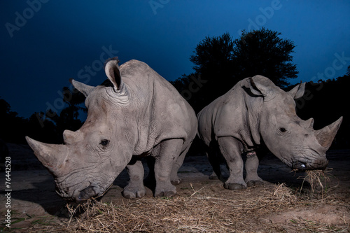 Obraz na płótnie Two white rhinoceros are standing in this image.