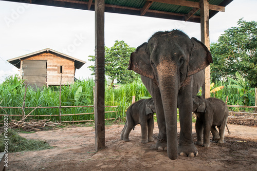 Obraz na płótnie Mother elephant and calf in the Elephant Village,Surin, Thailand