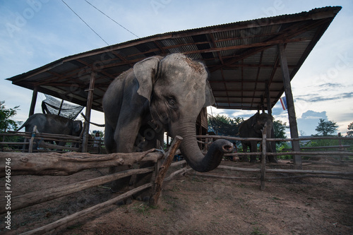 Obraz na płótnie Ban TaKlang, the elephant village (Study Center) Surin, Thailand