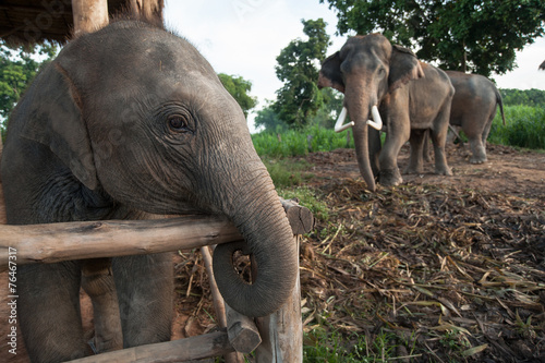 Obraz na płótnie Thai Baby Elephant at Surin, Thailand