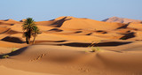 Morocco. Sand dunes of Sahara desert poster