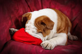 Cucciolo di Bulldog inglese